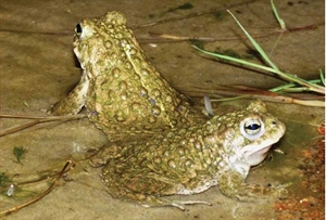 Natterjacks-Cropped-300x203