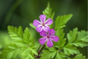 STOP 1 Herb robert305x205