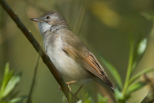 STOP 5 Cetti's Warbler305x205