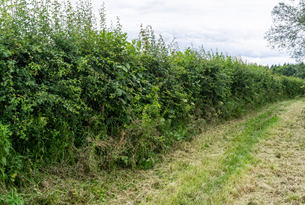 STOP 5 Diverse Hedgerow305x205