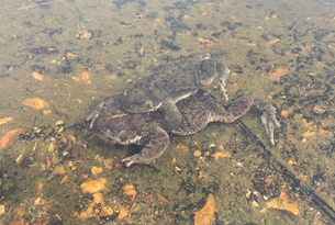 STOP 8 - Natterjacks breeding305x205