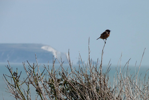 STOP 8 - Stonechat on branch305x205