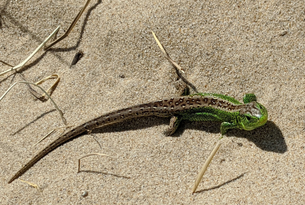 STOP 9 - Sand Lizard305x205